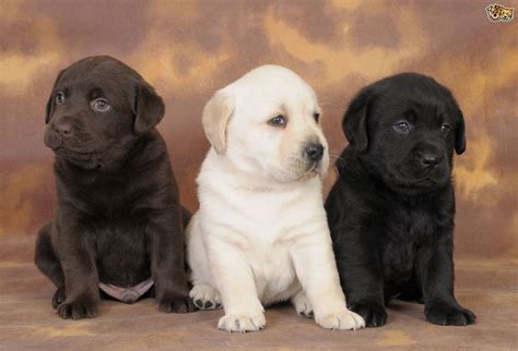 Predicting the colour of Labrador retriever puppies | Pets4Homes