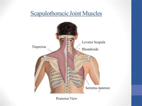 Glenohumeral Joint Muscles