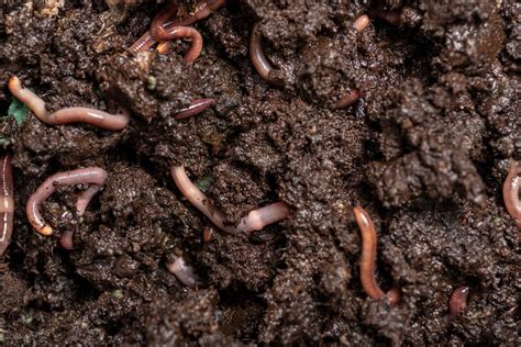 Are Worms In Soil Good Or Bad? - Farmer Grows