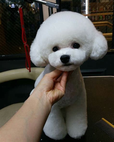 Pin by Brenda Oakes on Poodle | Bichon dog, Bichon frise puppy, Dog haircuts