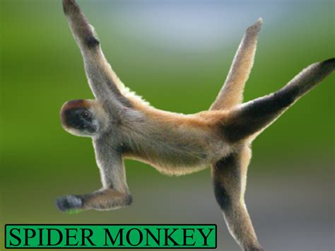 A monkey with a prehensile tail is:(a)Bonnet monkey(b)Rhesus monkey(c)Spider monkey(d)Semnopithecous