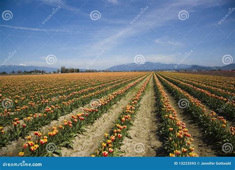 Skagit Valley Tulips stock image. Image of baker, hills - 13223593