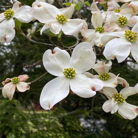 Flowering Dogwood ~ Cornus florida L. ~ Vic's Tree Service