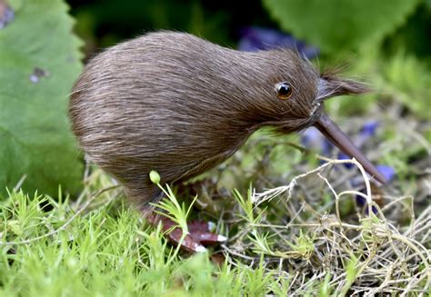 Kiwi Birds - Bird photo contest | Photocrowd photo competitions ...