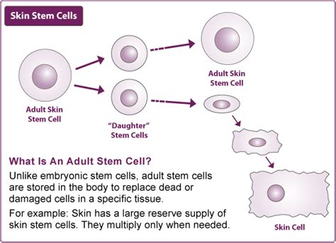 Stem Cell FAQs - Bedford Research Foundation