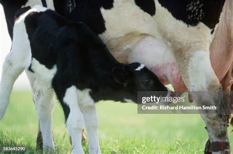 740 Cow Calf Holstein Stock Photos, High-Res Pictures, and Images - Getty Images