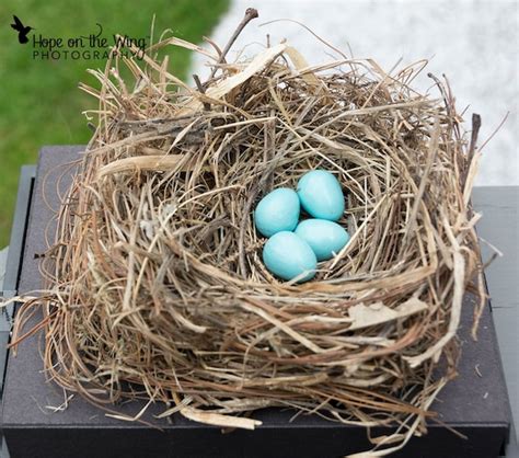 Wooden Eastern Bluebird Eggs for Science Education Natural | Etsy