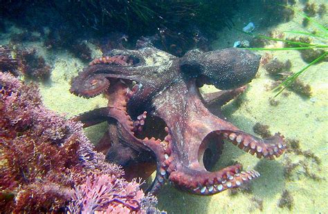 Octopus Diet – SeaLife.gifts