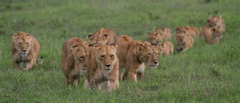 22 Lions Team Up Against Two Buffalo, and 20 Elephants - A-Z Animals