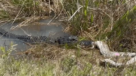 Video of Alligator Eating Huge Python in Florida Everglades – NBC 6 ...