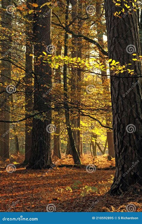 Autumn Colours of the New Forest Stock Image - Image of lane, habitat: 210592895