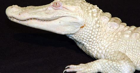 Rare White Alligator Arrives At Attleboro Zoo - CBS Boston