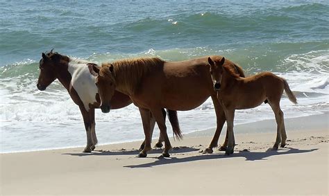 1366x768px | free download | HD wallpaper: wild horses, assateague island, beach, wildlife ...