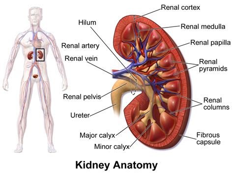 Organ Locations