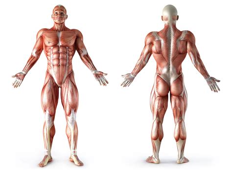 Muscle Anatomy Wallpapers - Top Free Muscle Anatomy Backgrounds - WallpaperAccess