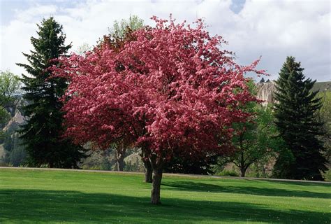 Crabapple ‘Robinson’ | The Home & Garden Center