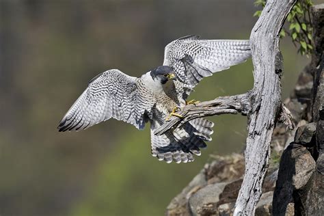 Peregrine Falcon, Falco Peregrinus Photograph by James Zipp - Fine Art America