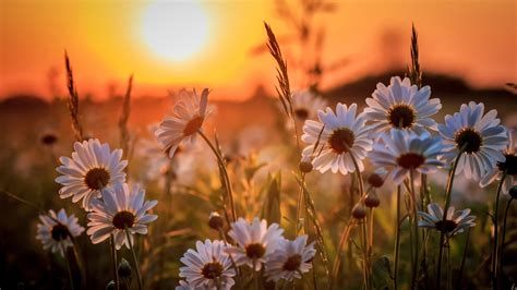 Fotos gratis : flor silvestre, cielo, flora, luz de sol, Mañana ...