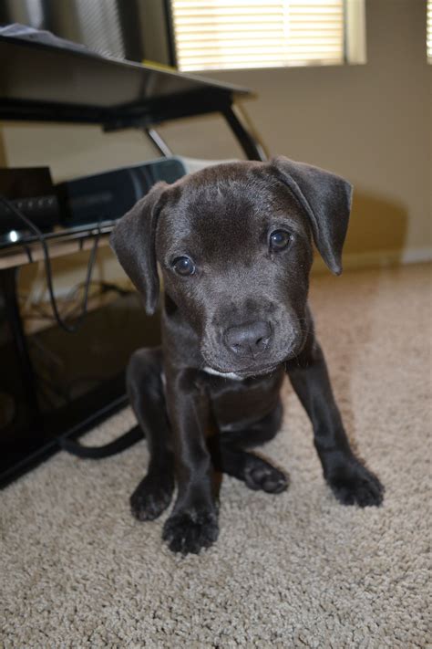 Labrador Pitbull Mix Puppies For Sale