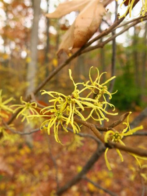 Hamamelis virginiana / Witch Hazel – Wild Ridge Plants