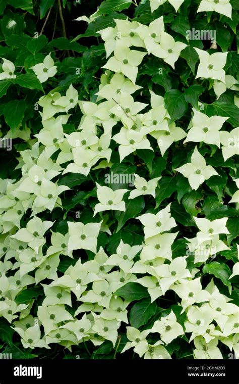 Cornus kousa 'Milky Way' Stock Photo - Alamy