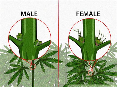 We're All Consuming Female Cannabis Plants: Here's How to Tell the ...