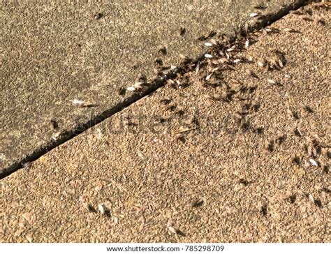 Flying Ants Nest On Sidewalk Stock Photo 785298709 | Shutterstock