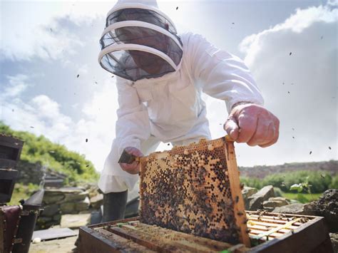 Inspect Your Honey Bee Hive - A Step By Step Guide