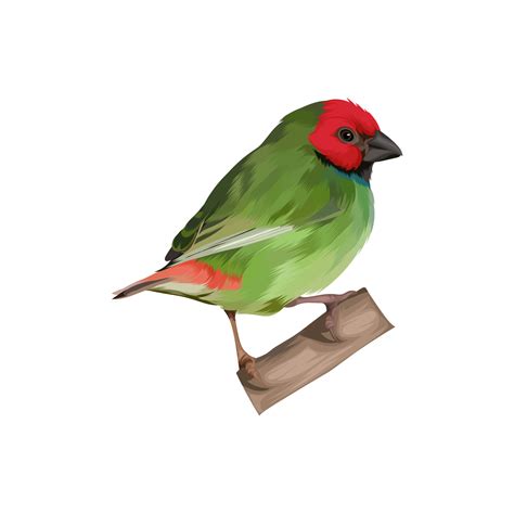 Fiji parrotfinch bird vector 13511299 Vector Art at Vecteezy