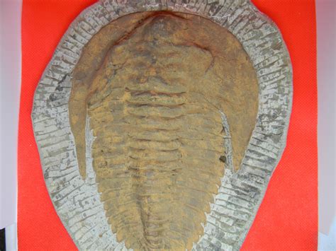 Fossil Specimen: Arthropoda | Jurassic James