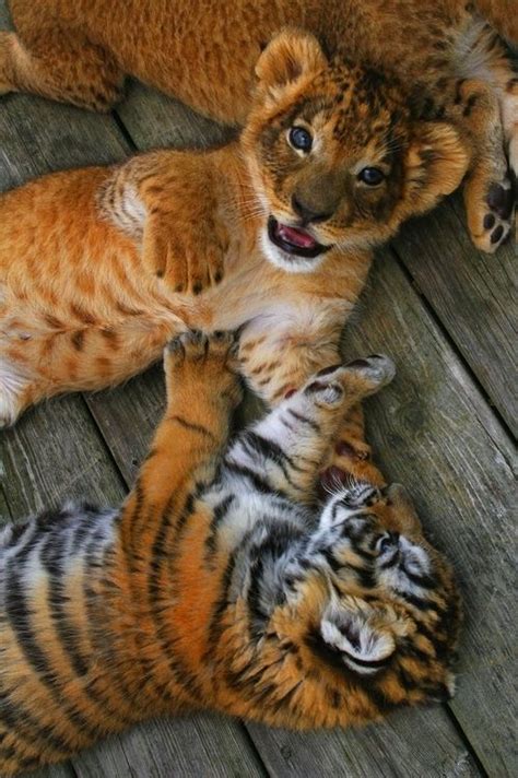 tiger kitties Large Cats, Big Cats, Cats And Kittens, Cute Cats ...