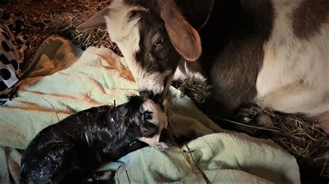 WATCH A LIVE GOAT BIRTH ! AMAZING ! - YouTube