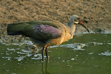 African Waterbirds - Nature & Wildlife Photography