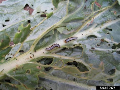 Kale | Diseases and Pests, Description, Uses, Propagation