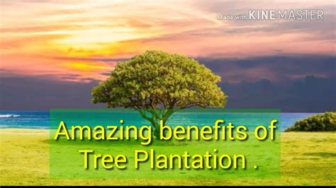 Benefits of Tree Plantation. - YouTube