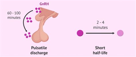 GnRH Analogs - Indications & Use