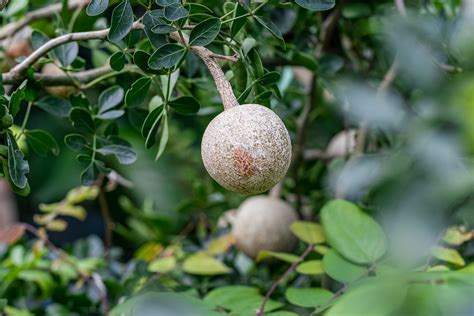 Limonia Acidissima (Kath Bel): The Exquisite Wood Apple with Nutritional and Medicinal Benefits ...