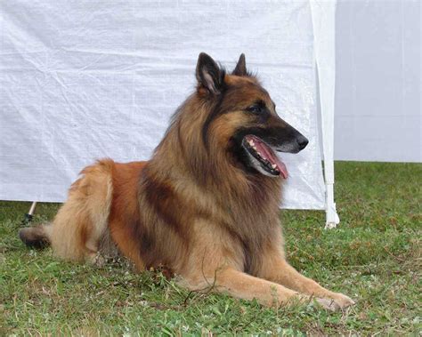 Belgian Shepherd Dogs | Information & Dogs Facts | Pets Feed