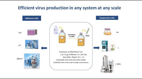 [Webinar] Process development to simplify manufacturing scale up of ...