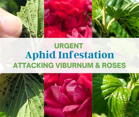 Aphid Infestation Attacking Viburnum & Roses – Alan Horticulture ...