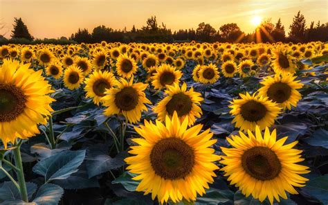 3d Sunflower Wallpapers For Desktop - Wallpaper Cave