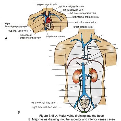 The tributaries of the superior and inferior vena cava Diagram | Quizlet