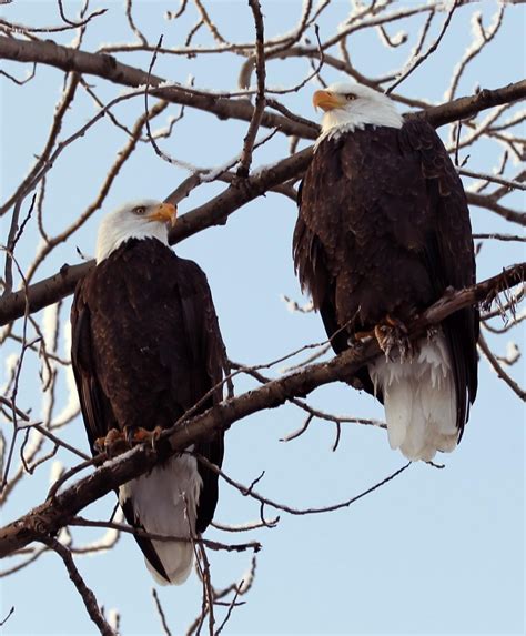 Bald Eagle: Symbol of America’s Strength and Freedom – Alaska Backcountry Cottages