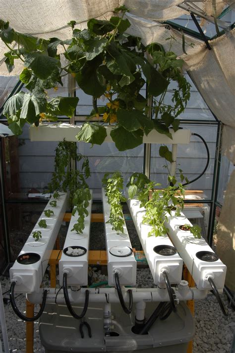 Best Of Diy Hydroponic Garden On A Budget | Hydroponic gardening ...