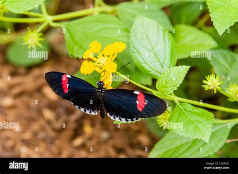 Postman Butterfly Stock Photo - Alamy