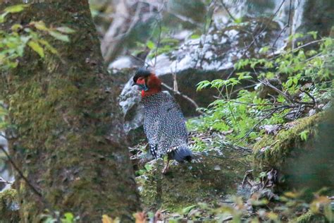 Western Tragopan Birding Tours, India - Birdwatching - Birdquest