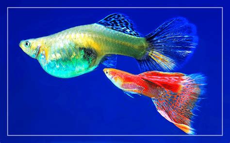 15 Best Guppy Tank Mates - Full List of Animals Compatible with Guppies