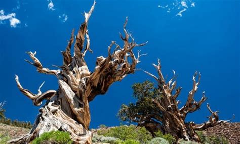 What is Old Tjikko - the Oldest Living Tree in the World - Nearly 9,600 Years Old | KnowInsiders