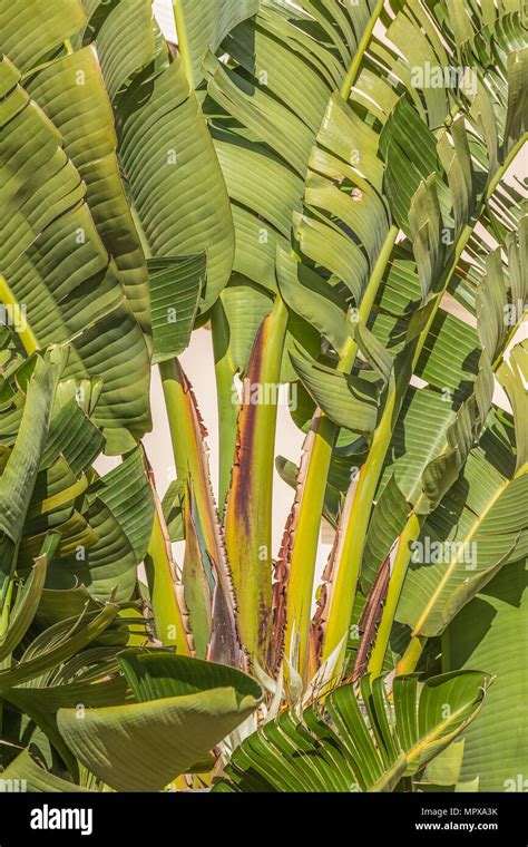 banana-like leaves of a large Strelitzia nicolai, white bird of paradise plant Stock Photo - Alamy