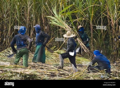 Manual harvesting of sugar cane Stock Photo: 100472715 - Alamy